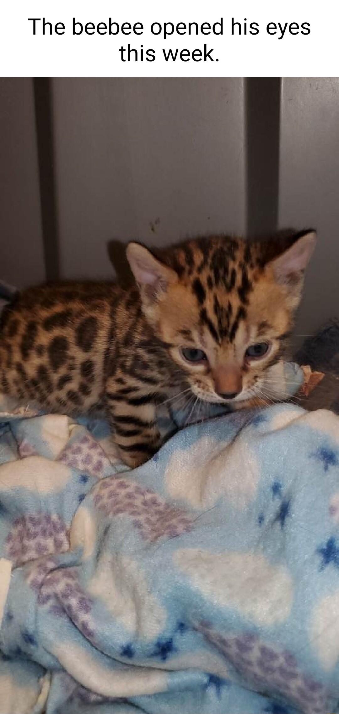 The beebee opened his eyes this week