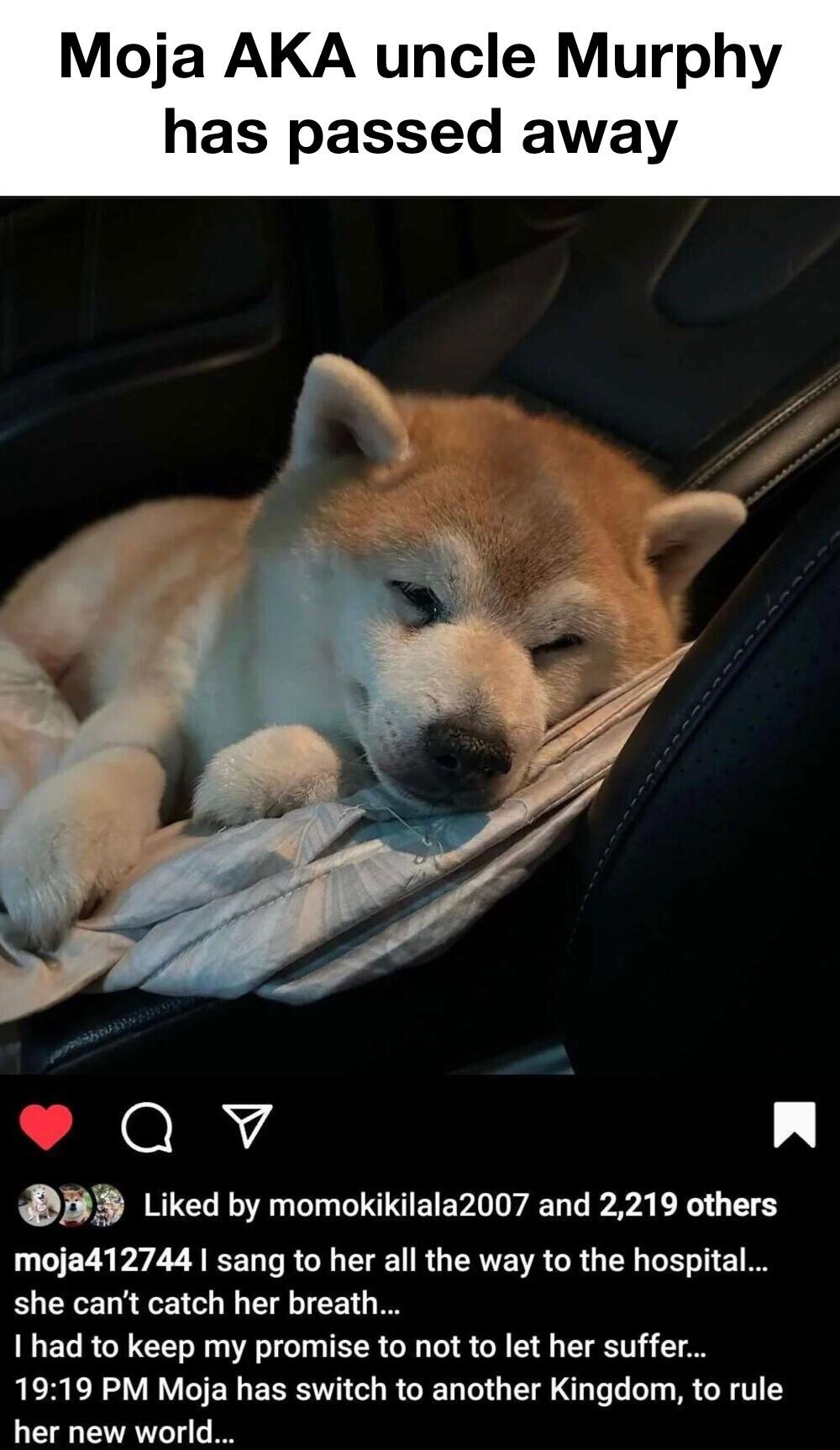 Moja AKA uncle Murphy has passed away Qv n B Liked by momokikilala2007 and 2219 others moja412744 sang to her all the way to the hospital she cant catch her breath Ihad to keep my promise to not to let her suffer 1919 PM Moja has switch to another Kingdom to rule her new world