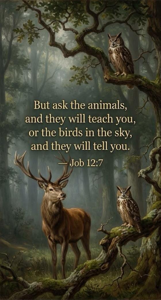 But ask the animals, and they will teach you, or the birds in the sky, and they will tell you. — Job 12:7