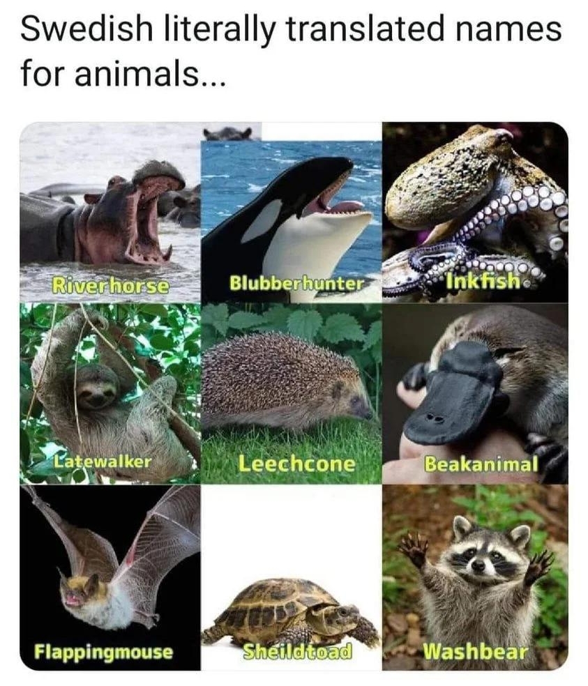 psirisquitar osirisguitar Swedish literally translated names for animals Flappingmouse Washbe 449 AM 12 Jan 21 Twitter Web App Posted in rswed