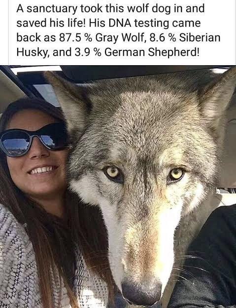 A sanctuary took this wolf dog in and saved his life His DNA testing came back as 875 Gray Wolf 86 Siberian Husky and 39 German Shepherd