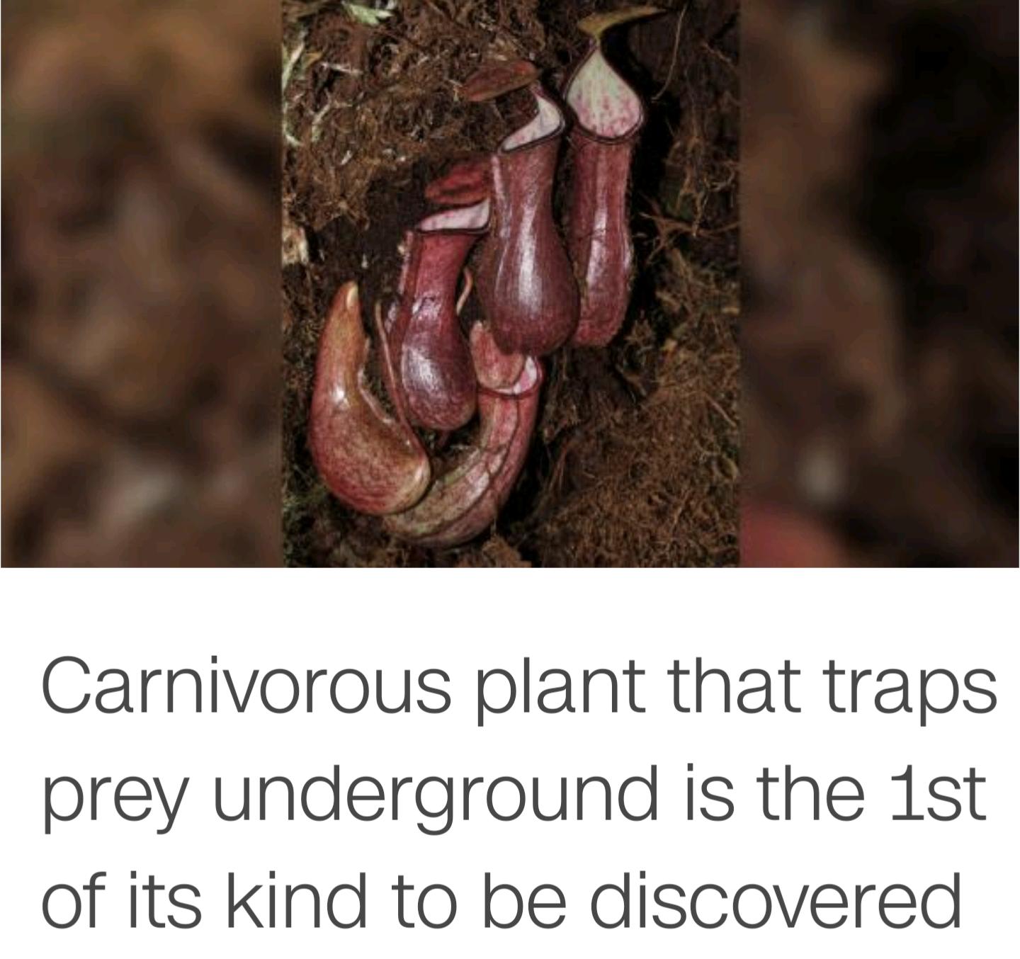 Carnivorous plant that traps prey underground is the 1st of its kind to be discovered