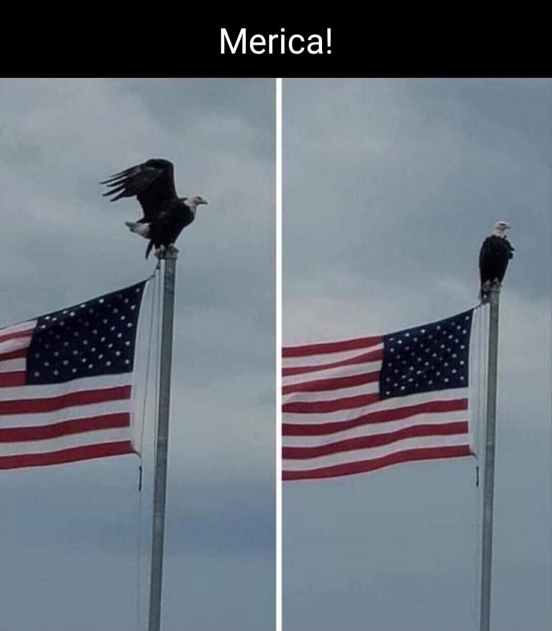 Merica!