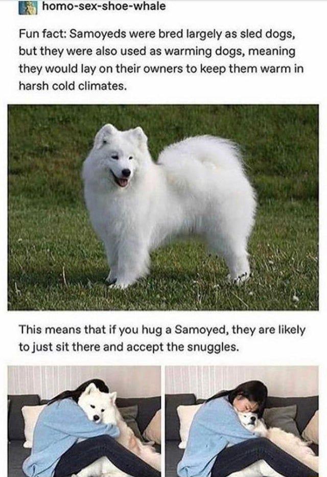 homo sex shoe whale Fun fact Samoyeds were bred largely as sled dogs but they were also used as warming dogs meaning they would lay on their owners to keep them warm in harsh cold climates This means that if you hug a Samoyed they are likely to just sit there and accept the snuggles