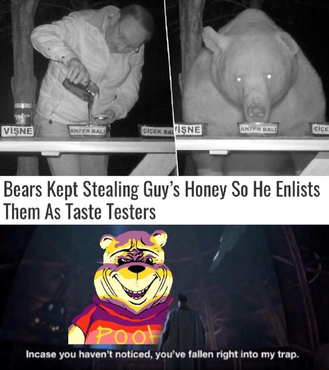 Bears Kept Stealing Guys Honey So He Enlists Them As Taste Testers Ao Incase you havent noticed youve fallen right into my trap