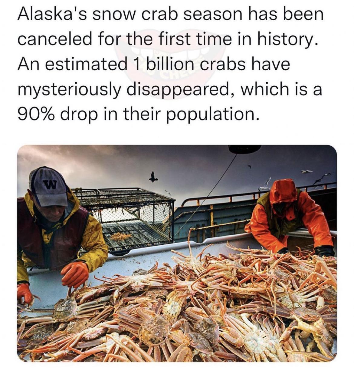 Alaskas snow crab season has been canceled for the first time in history An estimated 1 billion crabs have mysteriously disappeared which is a 90 drop in their population