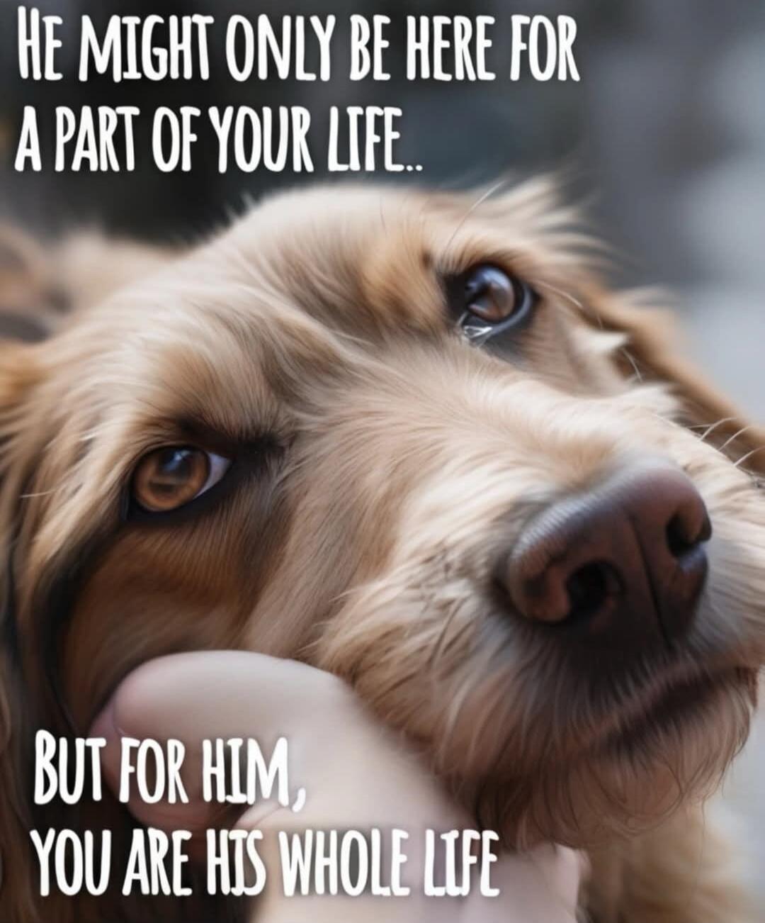 HE MIGHT ONLY BE HERE FOR A PART OF YOUR LIFE.. BUT FOR HIM, YOU ARE HIS WHOLE LIFE