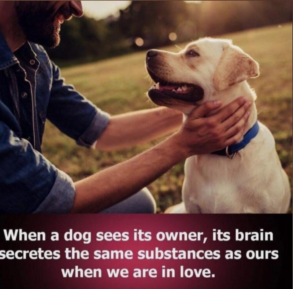 When a dog sees its owner, its brain secretes the same substances as ours when we are in love.