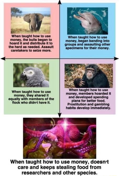 When taught how to use money doesnt care and keeps stealing food from researchers and other species