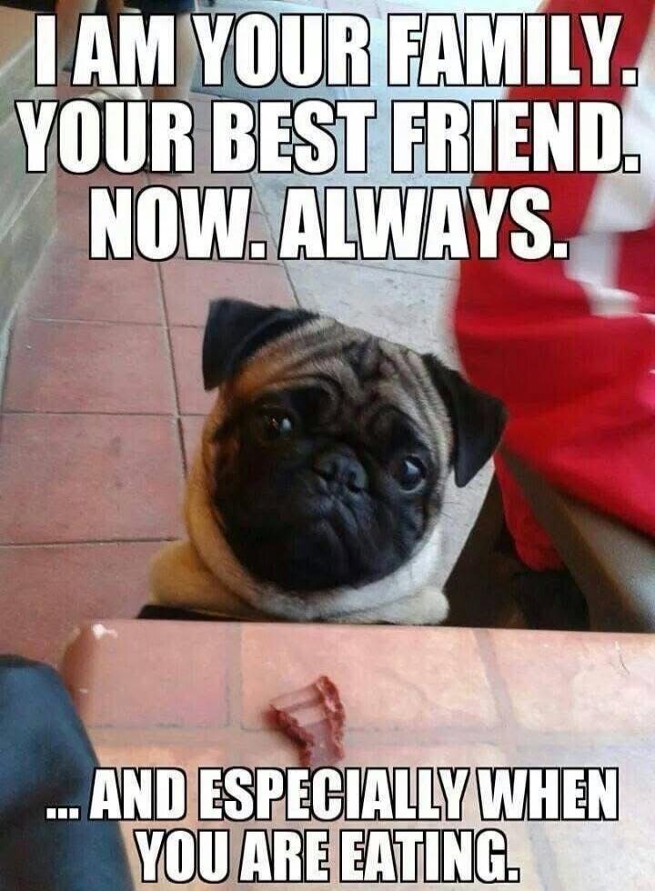 I AM YOUR FAMILY. YOUR BEST FRIEND. NOW. ALWAYS. ... AND ESPECIALLY WHEN YOU ARE EATING.