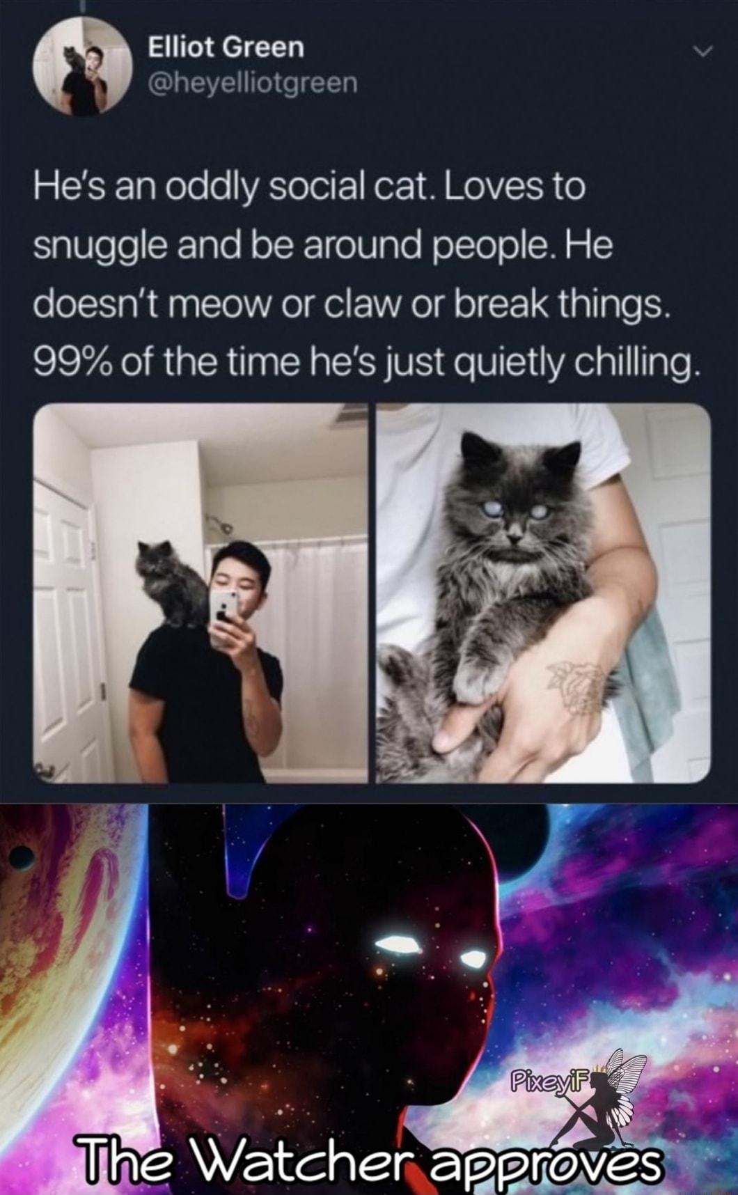 Elliot Green n ACHEEUCIEER 2 EF TaNolo o VESToTeil Kor1 8 MelVTR o SaVleleCRTalo R olKTelValo NolTolo M o doesnt meow or claw or break things 99 of the time hes just quietly chilling