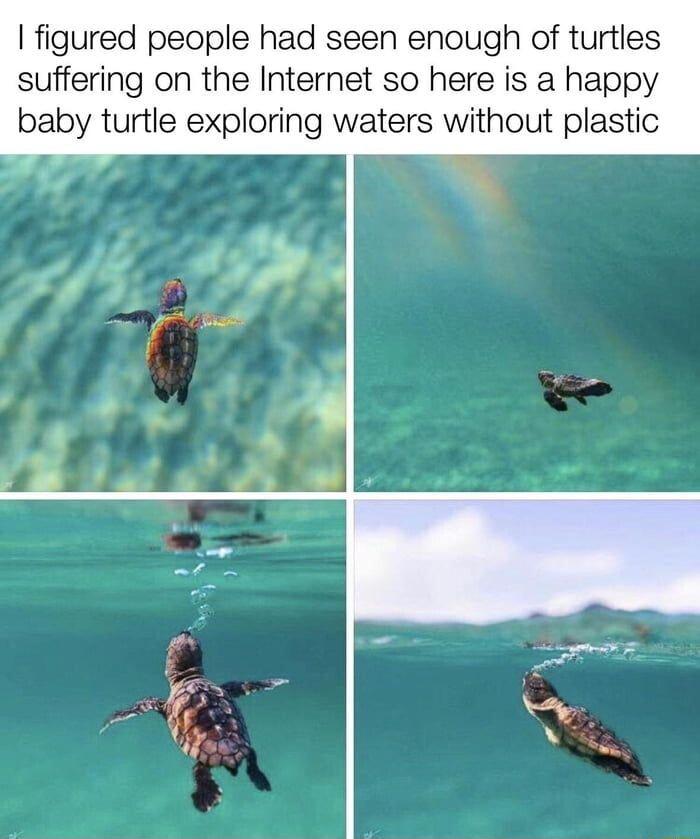 figured people had seen enough of turtles suffering on the Internet so here is a happy baby turtle exploring waters without plastic