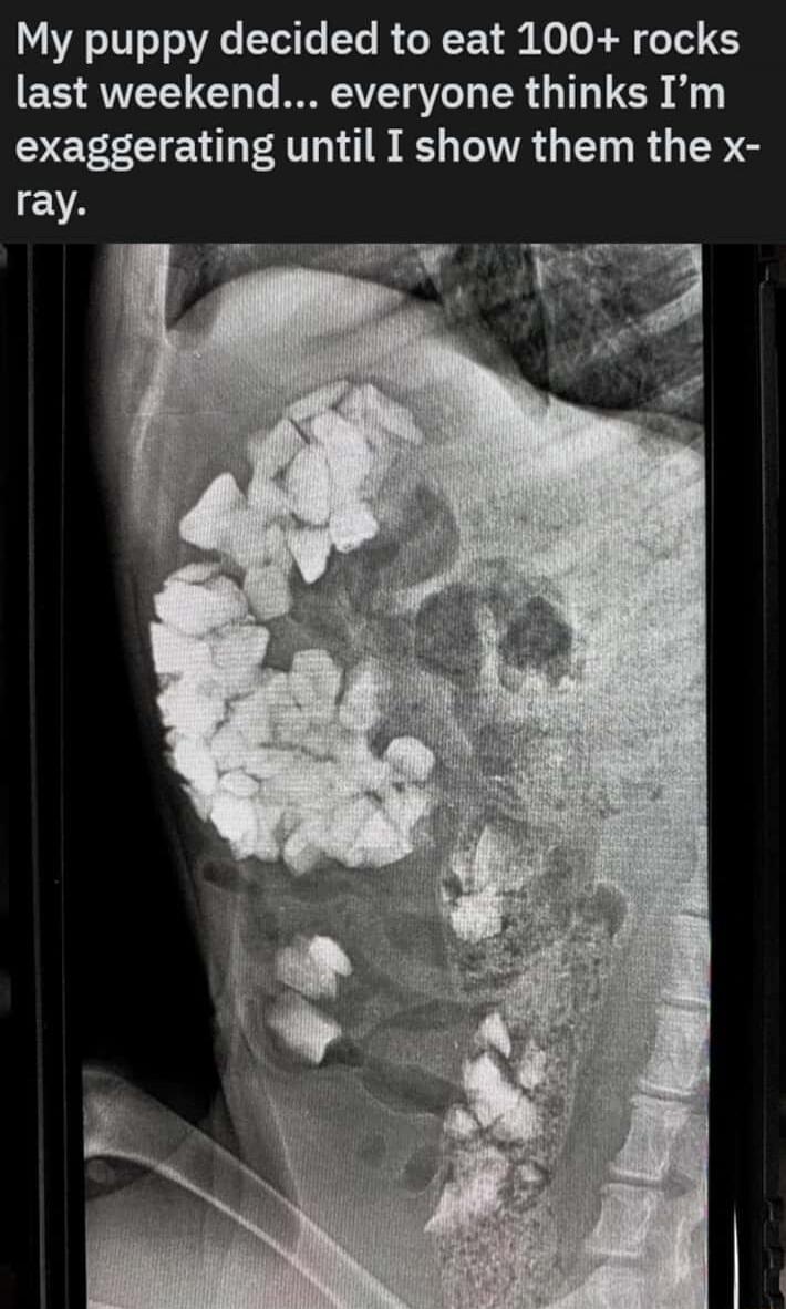 My puppy decided to eat 100+ rocks last weekend... everyone thinks I'm exaggerating until I show them the x-ray.