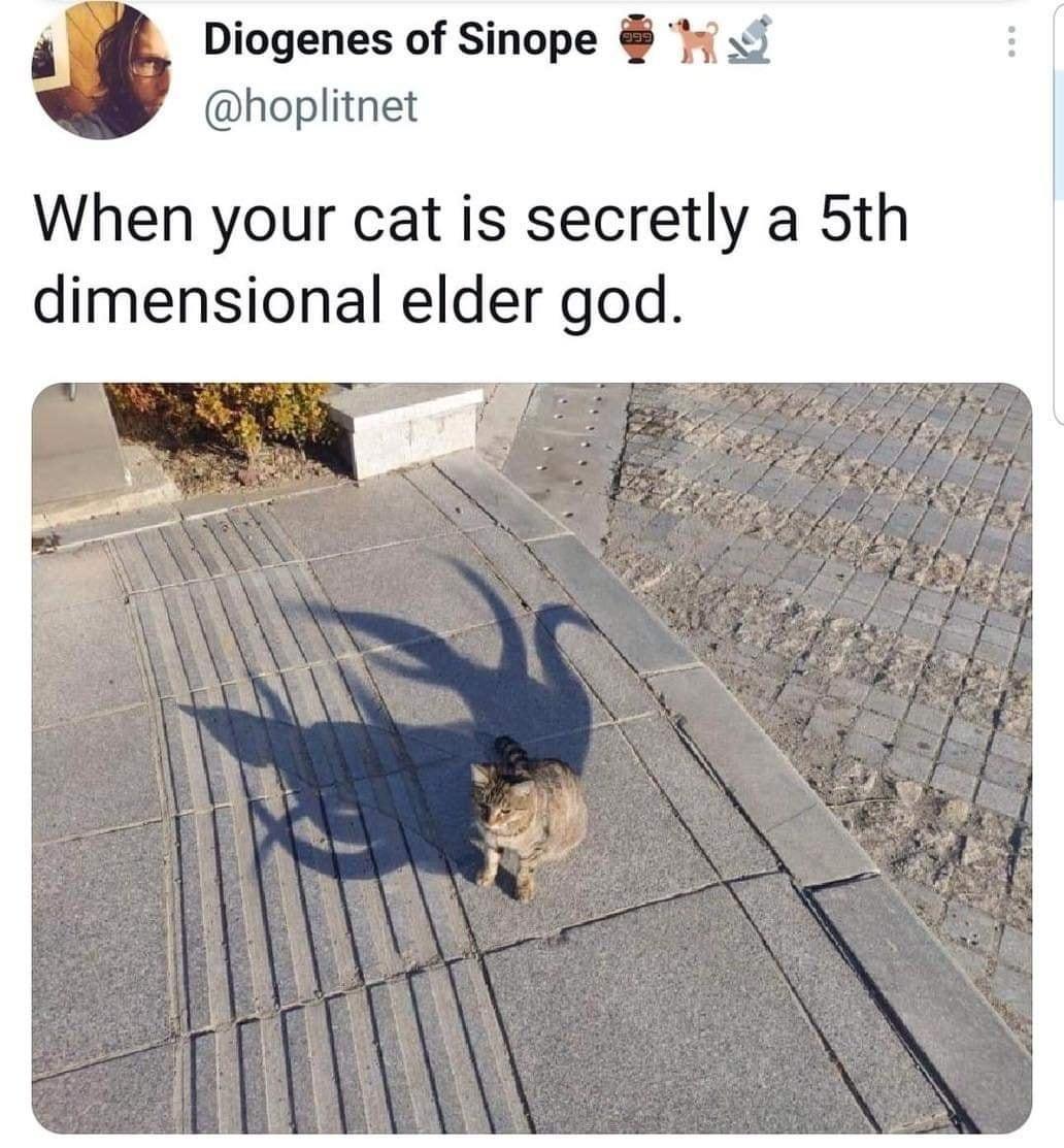 Diogenes of Sinope v hoplitnet When your cat is secretly a 5th dimensional elder god