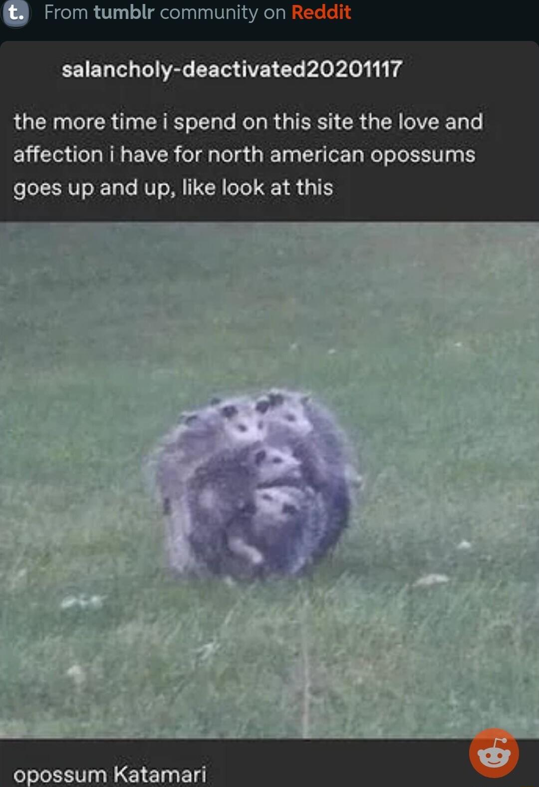 From tumblr community on Reddit salancholy deactivated20201117 LGECIER T EE EL G R GBI CR G T affection i have for north american opossums goes up and up like look at this