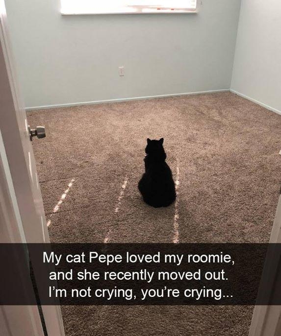 My cat Pepe loved my roomie and she recently moved out