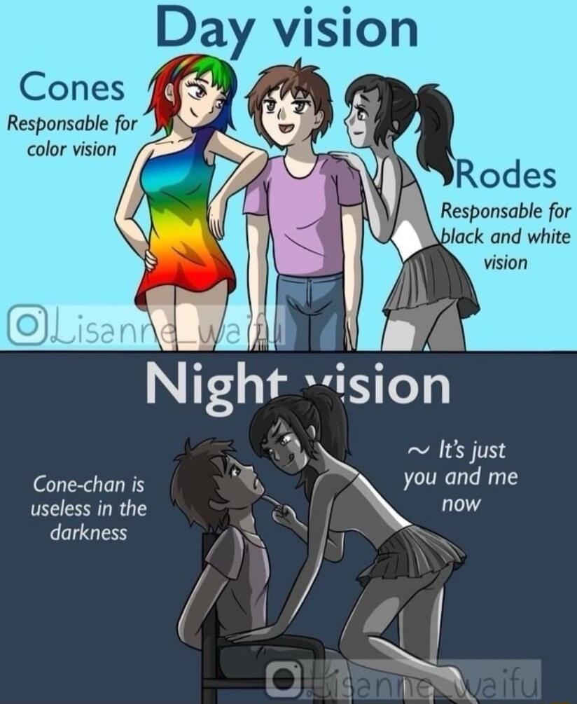 Day vision Responsable for color vision Responsable for g black and white L Y Night ision Its just N S Cone chan is B you and me useless in the O now darkness W ShS