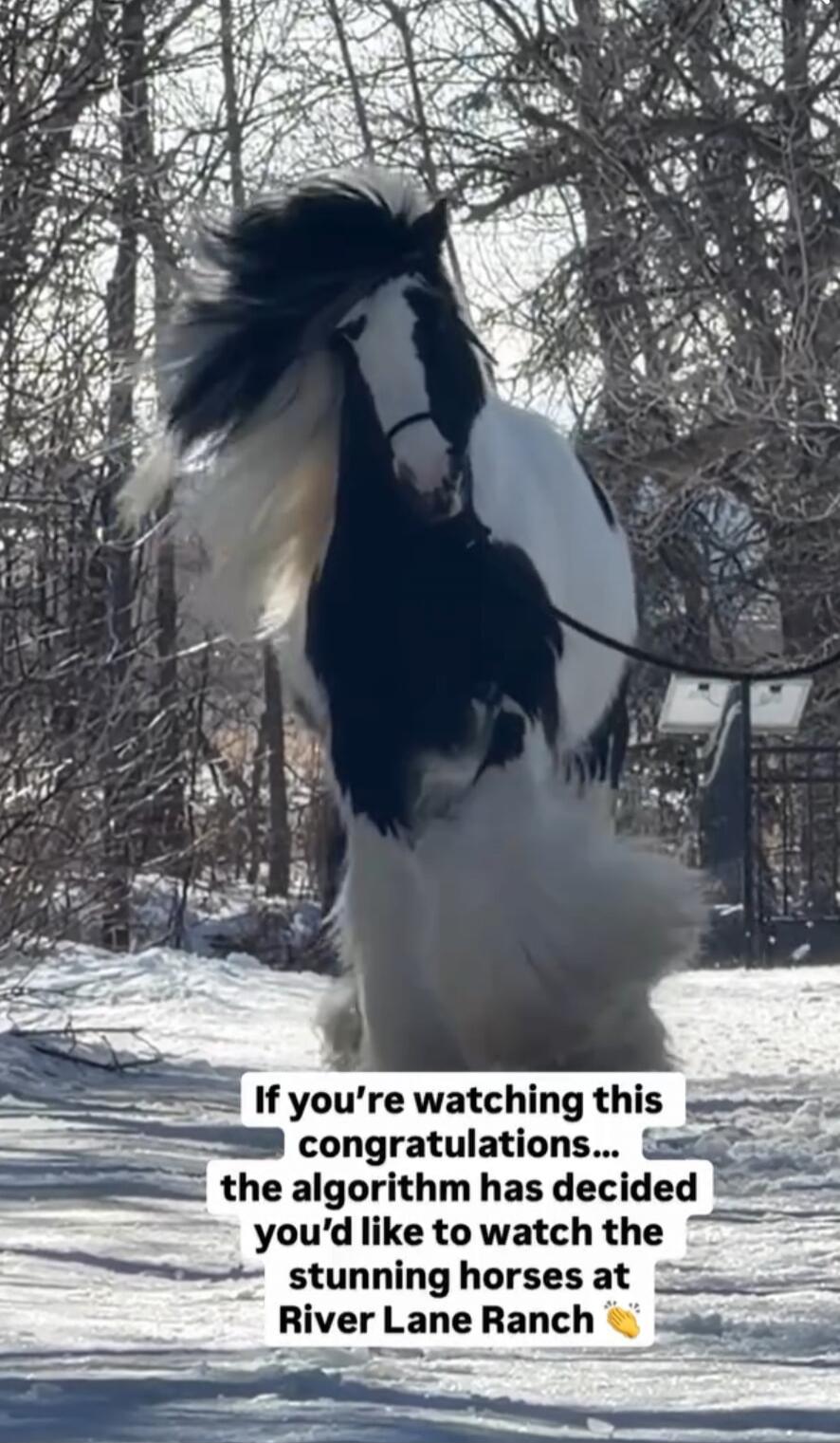 If you're watching this congratulations... the algorithm has decided you'd like to watch the stunning horses at River Lane Ranch