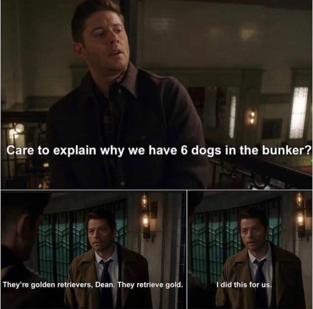 re to explain why we have 6 dogs in the bunker L LN 2 11 Theyre golden retrievers Dean They retrisve gold L3 b did his for us Ll