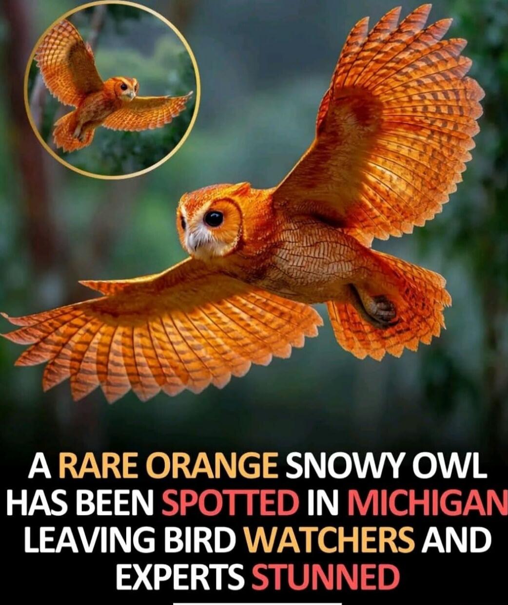 A RARE ORANGE SNOWY OWL HAS BEEN SPOTTED IN MICHIGAN LEAVING BIRD WATCHERS AND EXPERTS STUNNED