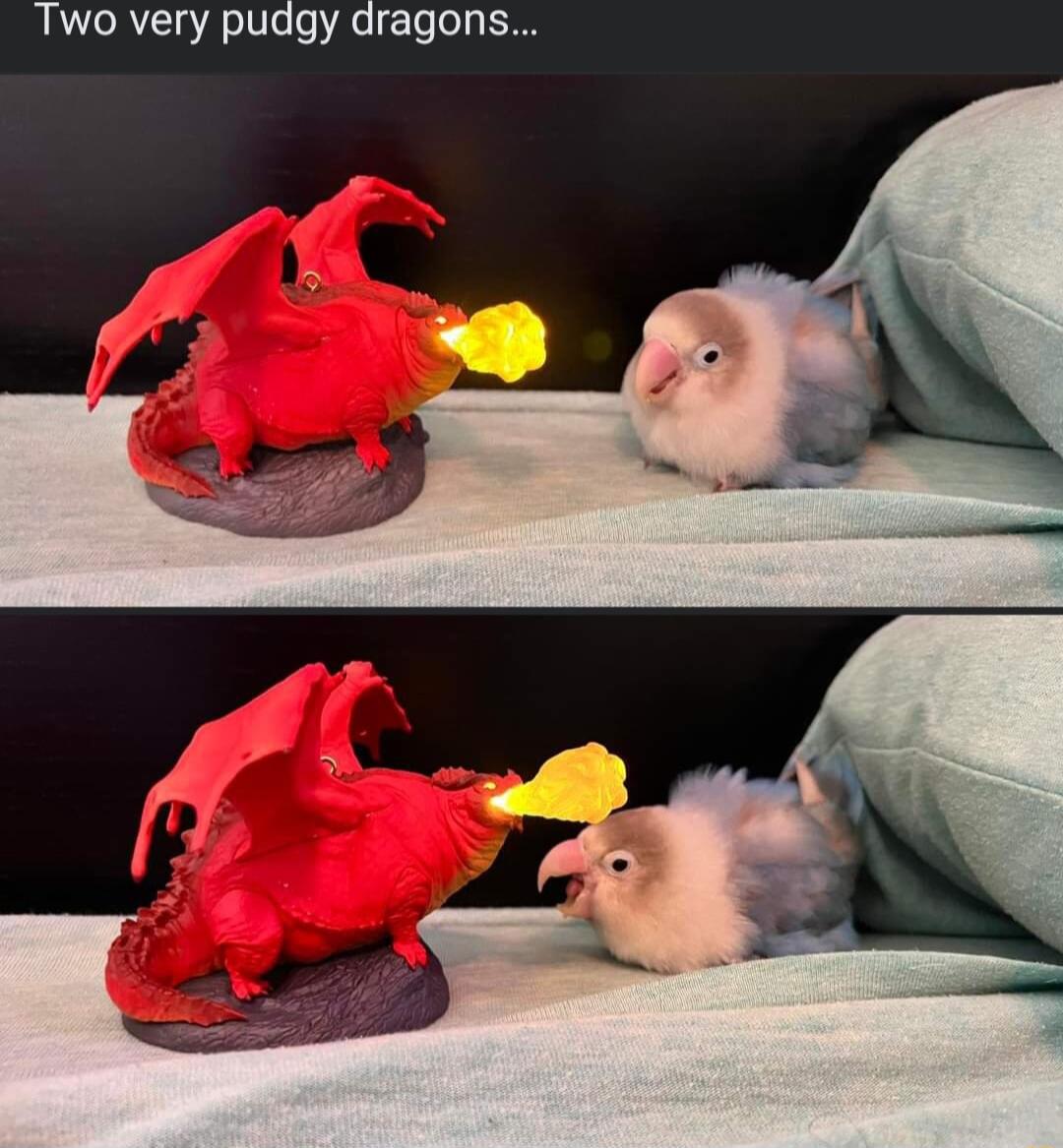 Two very pudgy dragons