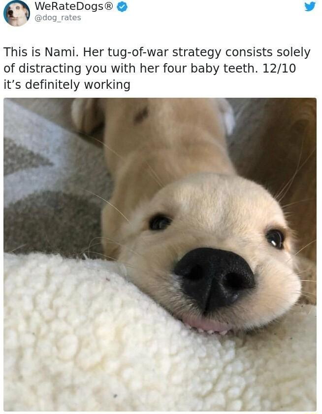 WeRateDogs v This is Nami Her tug of war strategy consists solely of distracting you with her four baby teeth 1210 its definitely working