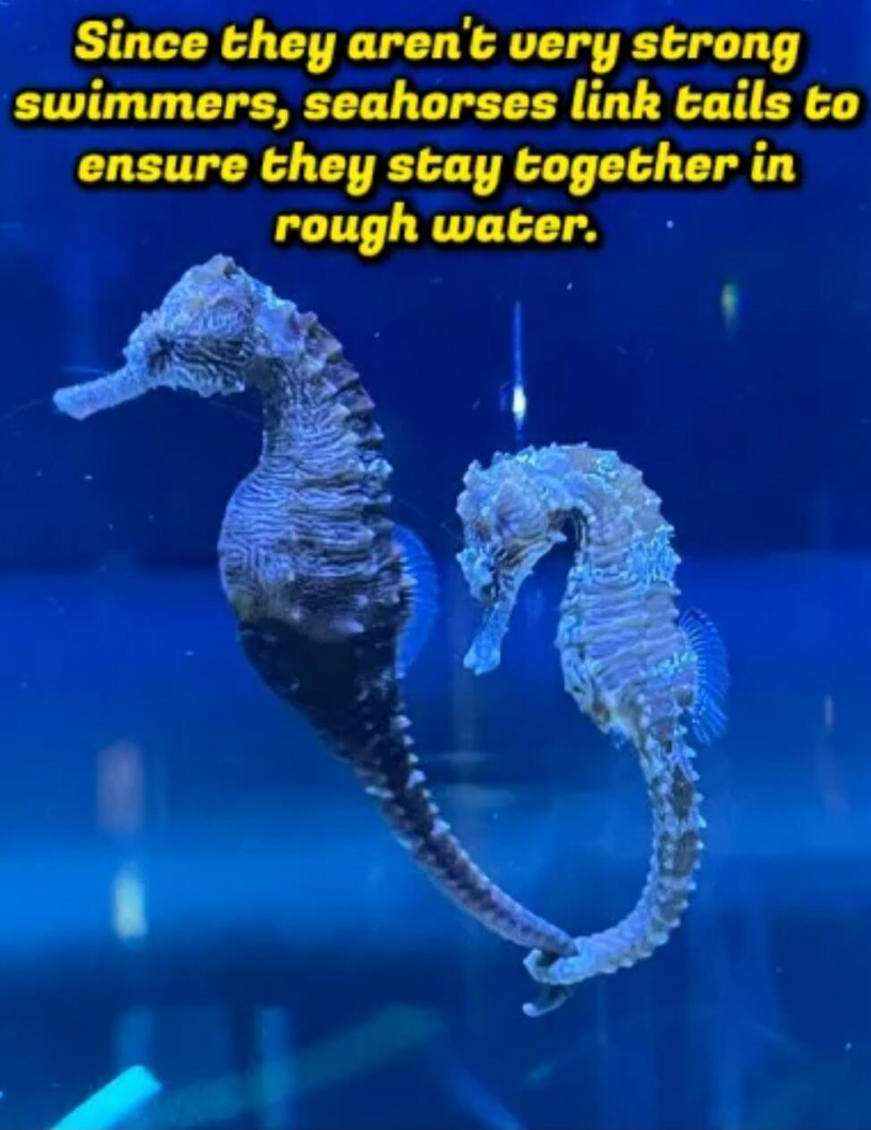 Since they aren't very strong swimmers, seahorses link tails to ensure they stay together in rough water.