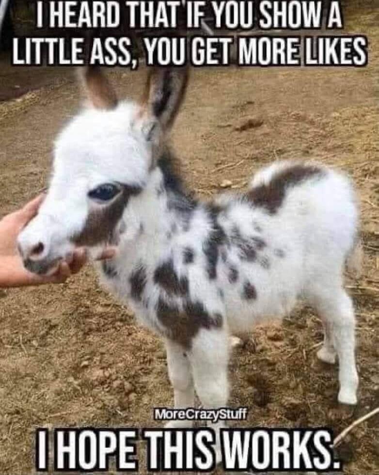 I HEARD THAT IF YOU SHOW A LITTLE ASS, YOU GET MORE LIKES
I HOPE THIS WORKS.