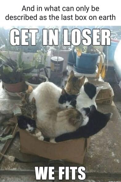 And in what can only be described as the last box on earth GET IN LOSER WE FITS