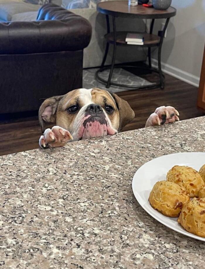 A bulldog peeking over a kitchen counter at a plate of muffins.