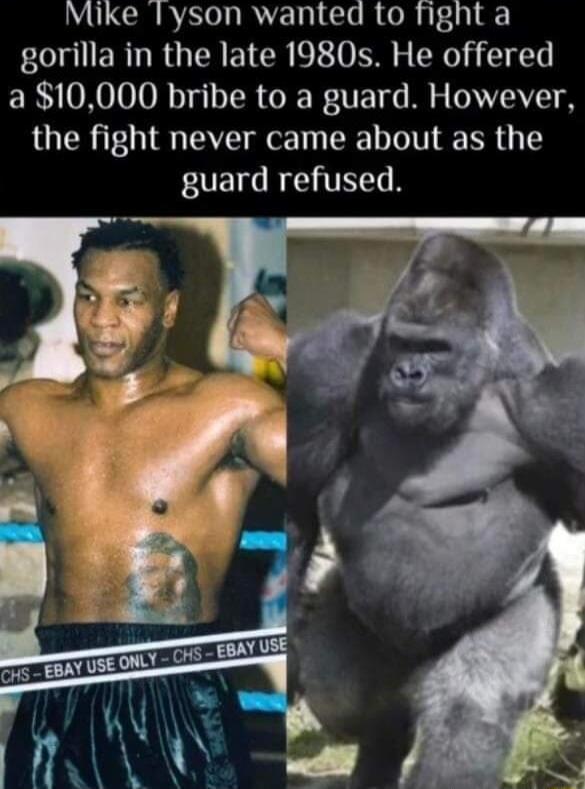 Mike lyson wanted to fight a gorilla in the late 1980s He offered a 10000 bribe to a guard However the fight never came about as the guard refused