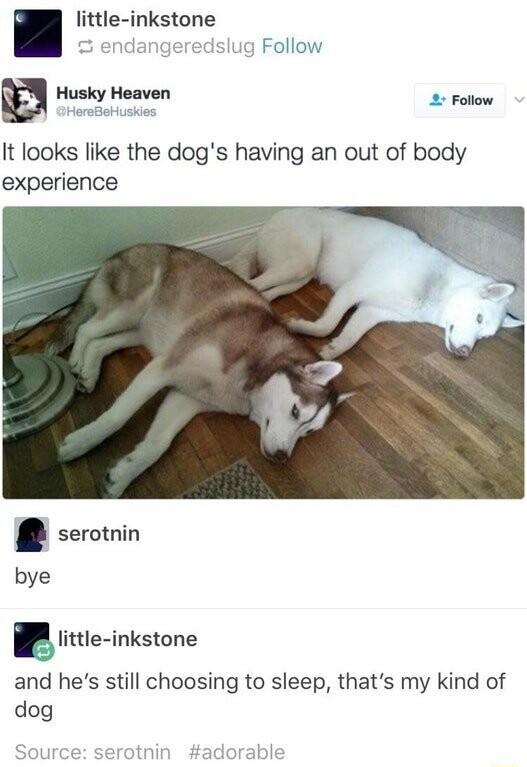 little inkstone islug Follow g Husky Heaven coow It looks like the dogs having an out of body experience and hes still choosing to sleep thats my kind of dog