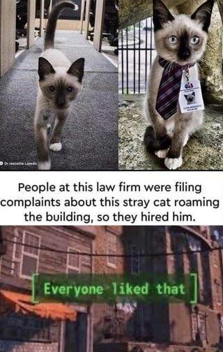 People at this law firm were filing complaints about this stray cat roaming the building so they hired him