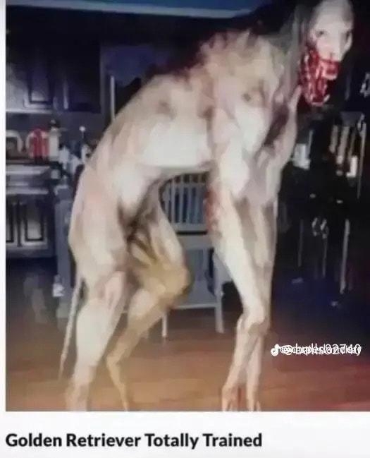 Golden Retriever Totally Trained