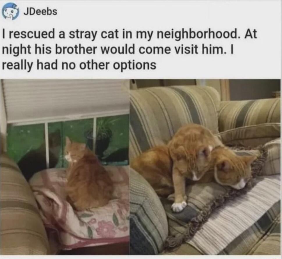 Jpeebs rescued a stray cat in my neighborhood At night his brother would come visit him really had no other options