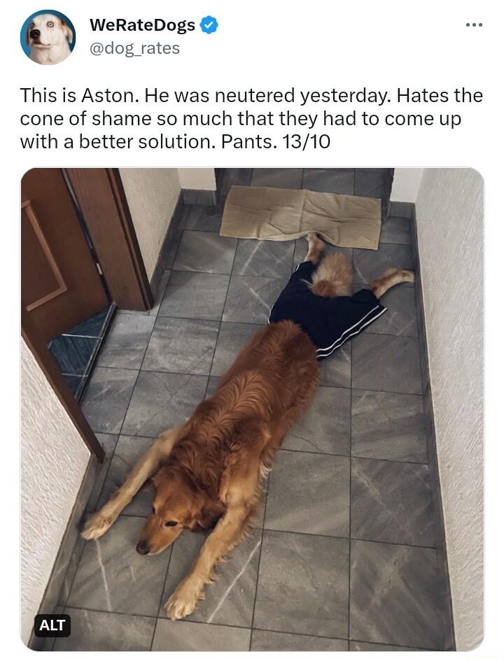 WeRateDogs s Aston He was neutered yesterday Hates the cone of shame so much that they had to come up with a better solution Pants 1310