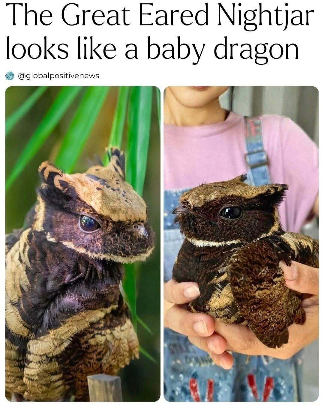 The Great Eared Nightjar looks like a baby dragon