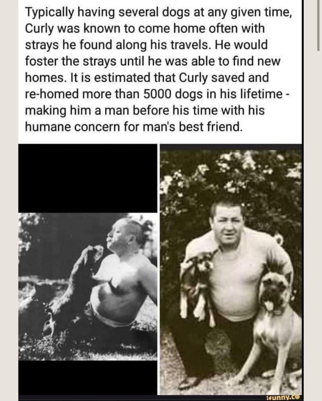 Typically having several dogs at any given time Curly was known to come home often with strays he found along his travels He would foster the strays until he was able to find new homes It is estimated that Curly saved and re homed more than 5000 dogs in his lifetime making him a man before his time with his humane concern for mans best friend