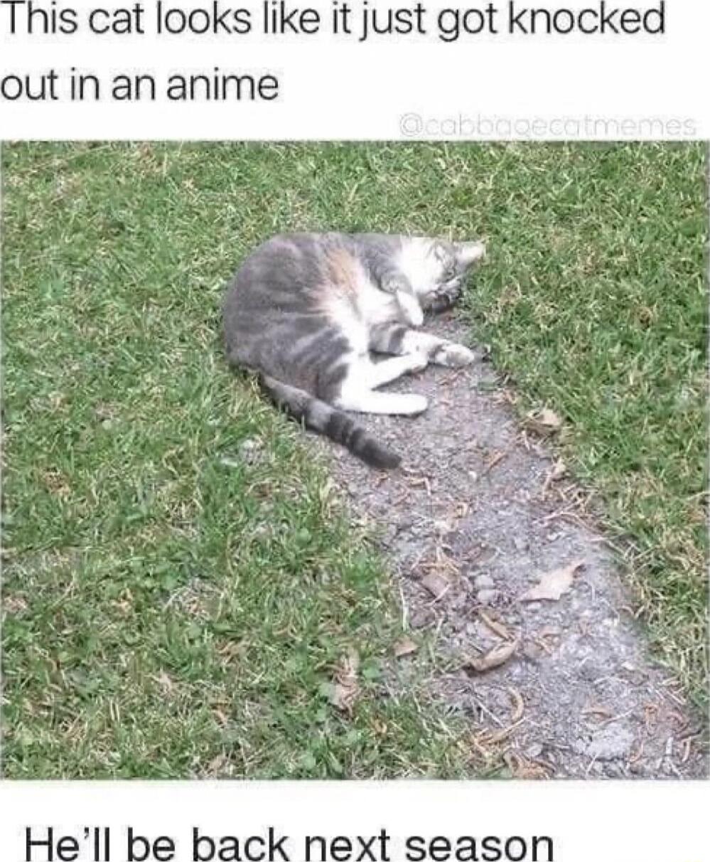 IS cat looks like It Just got knocked out in an anime