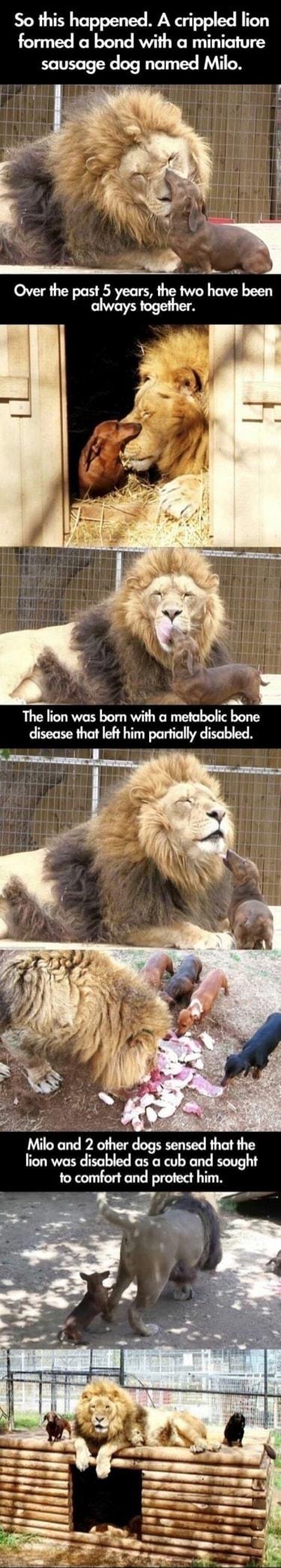 So this happened A crippled lion formed a bond with a miniature sausage dog named Milo Over the past 5 years the two have been always together The lion was bom with a metabolic bone disease that left him parfially disabled s Ry Milo and 2 other dogs sensed that the lion was disabled as a cub and sought P fo comfort and protect him