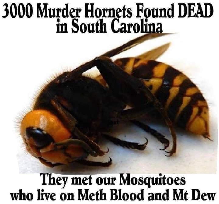 3000 Murder Hornets Found DEAD in South Caroling They met our Mosquitoes who live on Meth Blood and Mt Dew