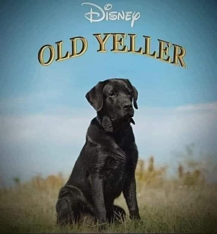 Disney OLD YELLER