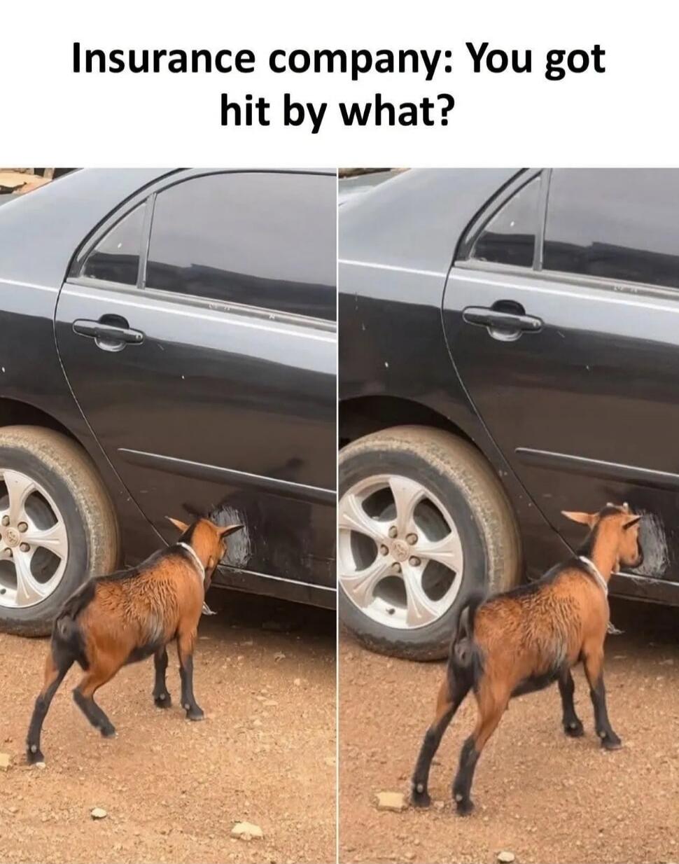Insurance company: You got hit by what? A goat is scratching the side of a black car with its head/horns, causing visible damage.