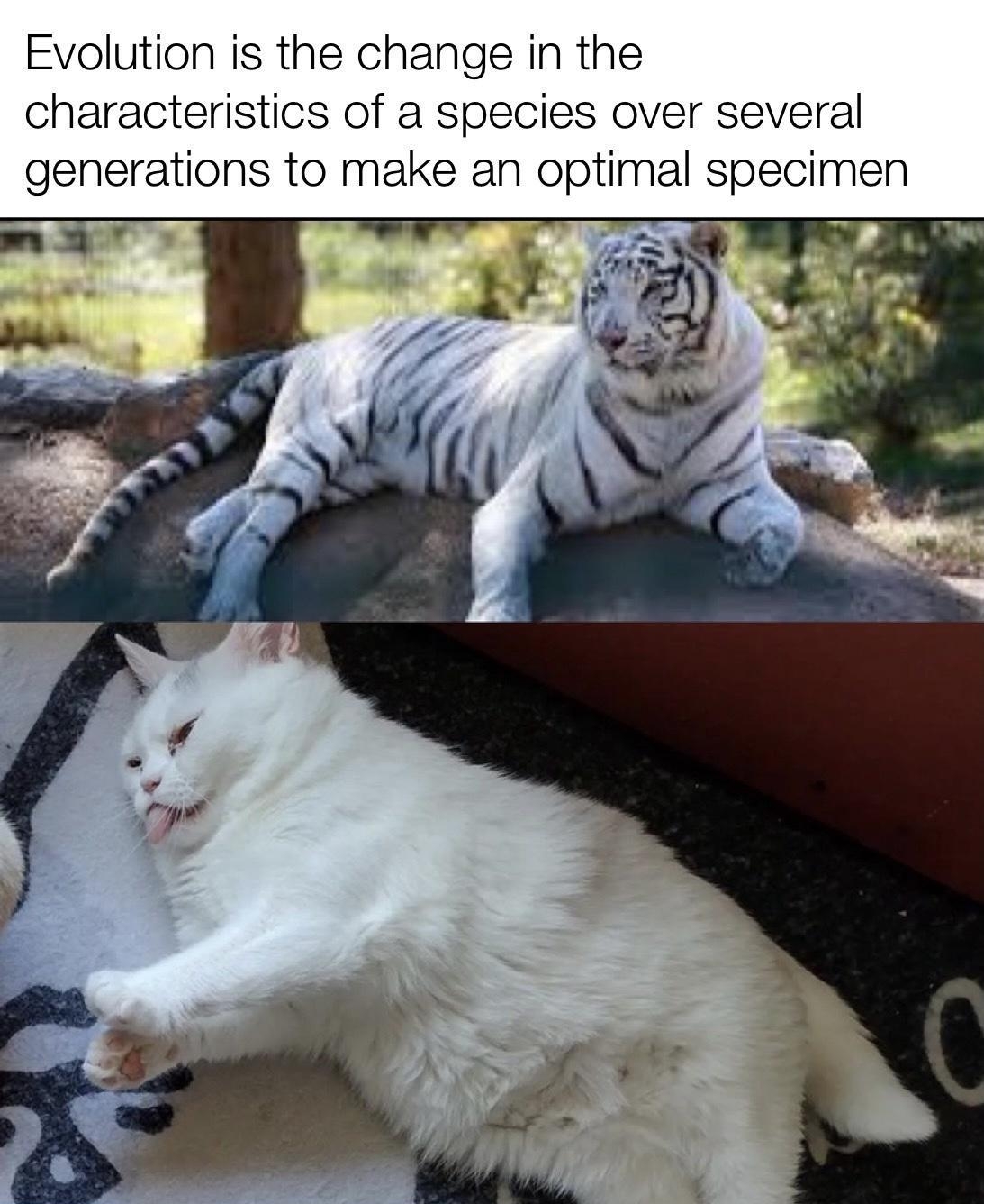 Evolution is the change in the characteristics of a species over several generations to make an optimal specimen edl ma r Lo widgetthemidget2020 the_pizzacat