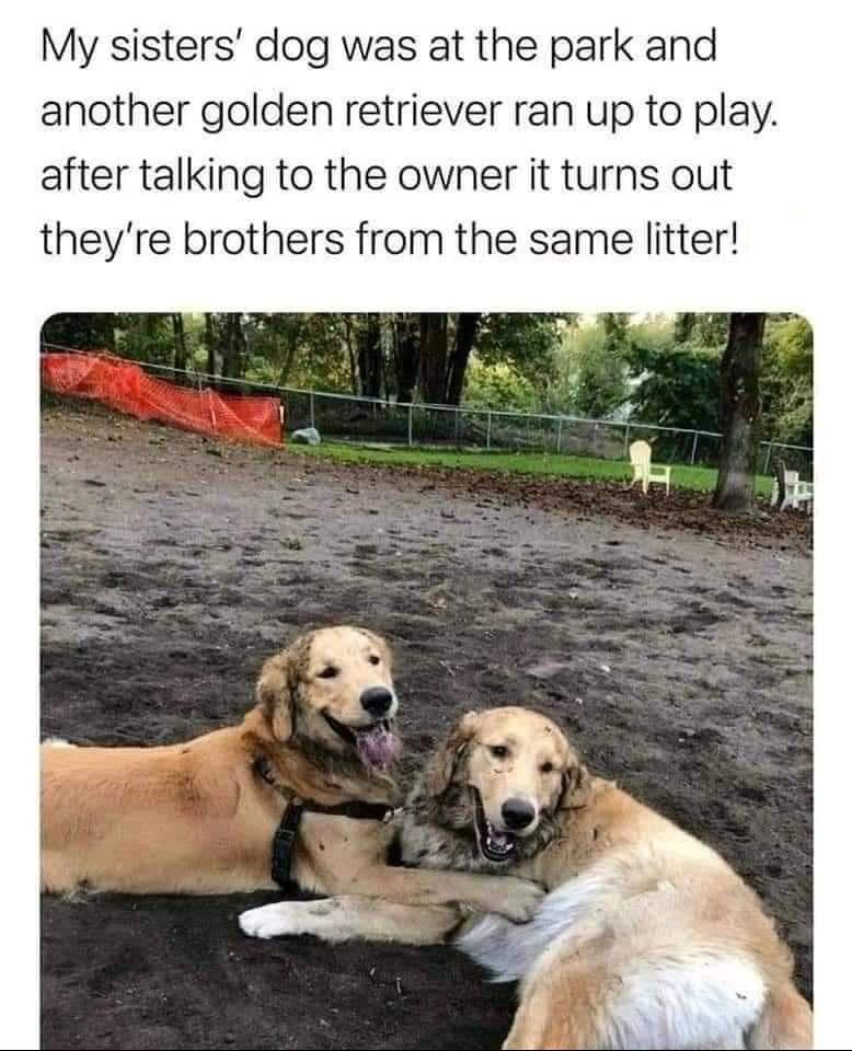 My sisters dog was at the park and another golden retriever ran up to play after talking to the owner it turns out theyre brothers from the same litter