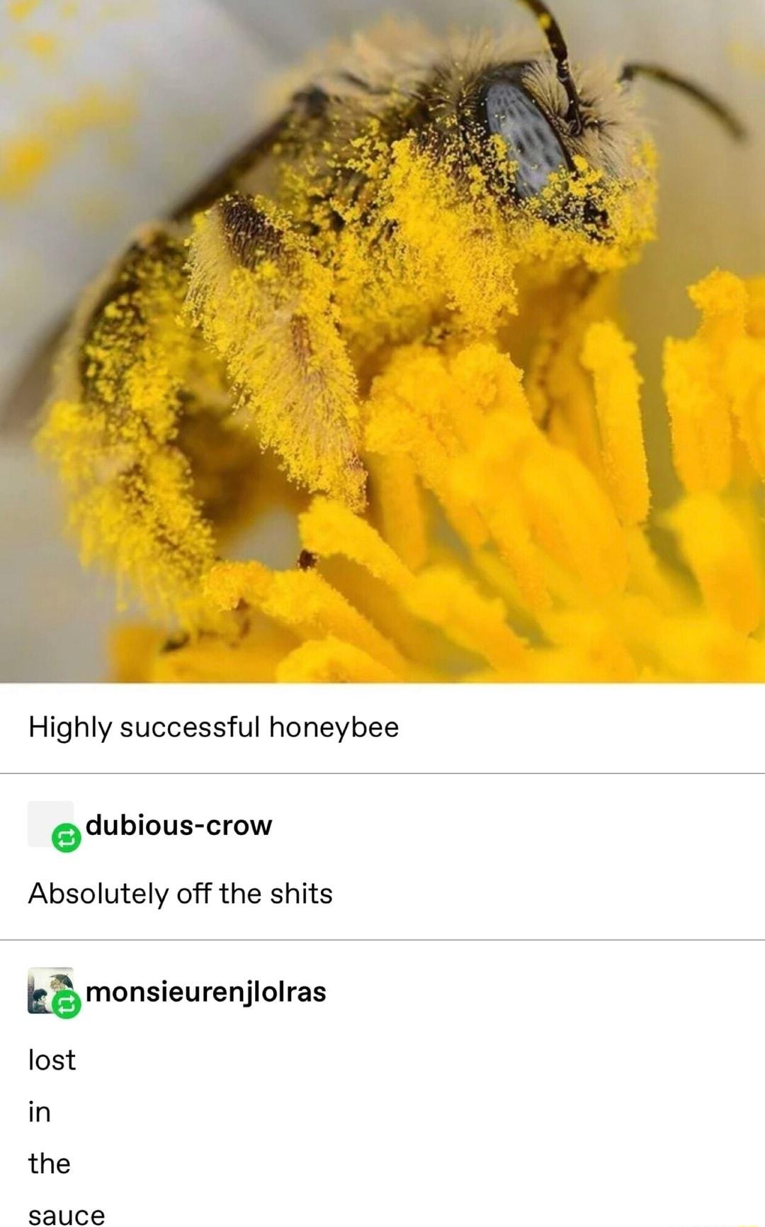 Highly successful honeybee dubious crow Absolutely off the shits mmonsieurenjlolras lost in the sauce