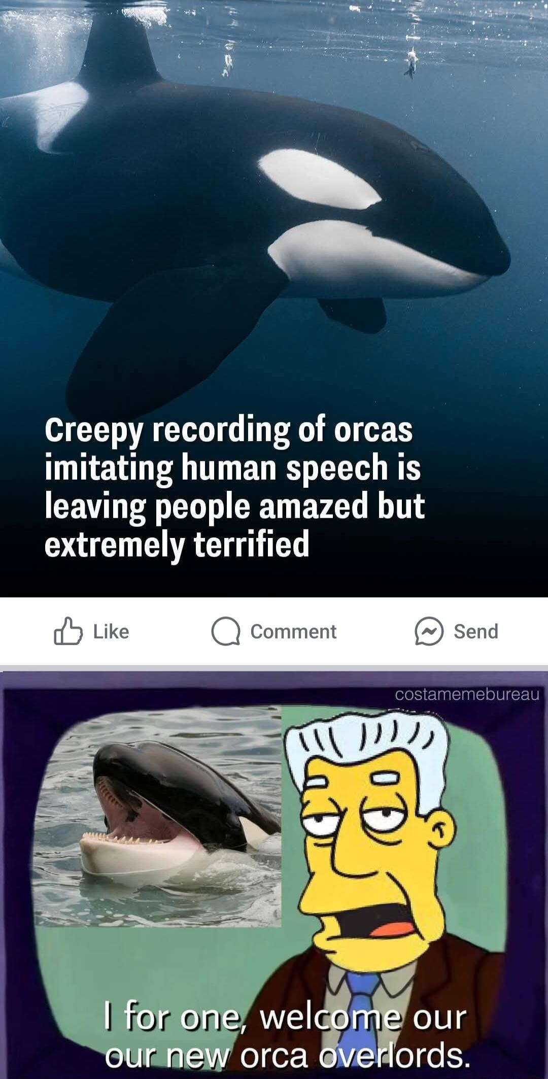 Creepy recording of orcas imitating human speech is leaving people amazed but extremely terrified A zgle gour W orca oeH