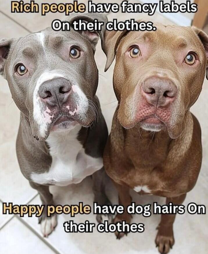 Rich people have fancy labels On their clothes. Happy people have dog hairs On their clothes