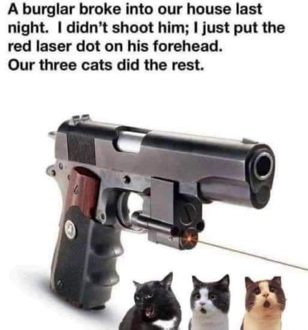 A burglar broke into our house last night. I didn't shoot him; I just put the red laser dot on his forehead. Our three cats did the rest.