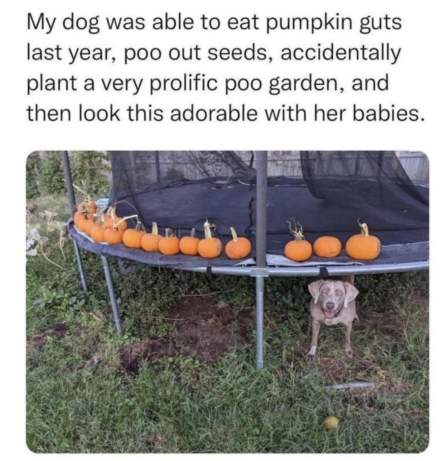 My dog was able to eat pumpkin guts last year poo out seeds accidentally plant a very prolific poo garden and then look this adorable with her babies